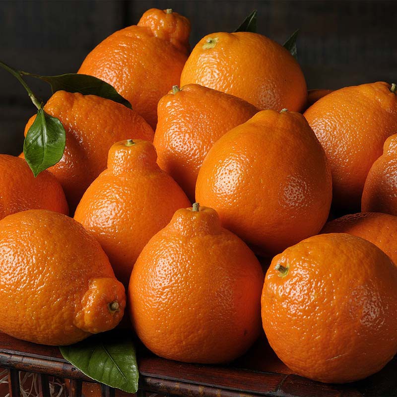Minneola