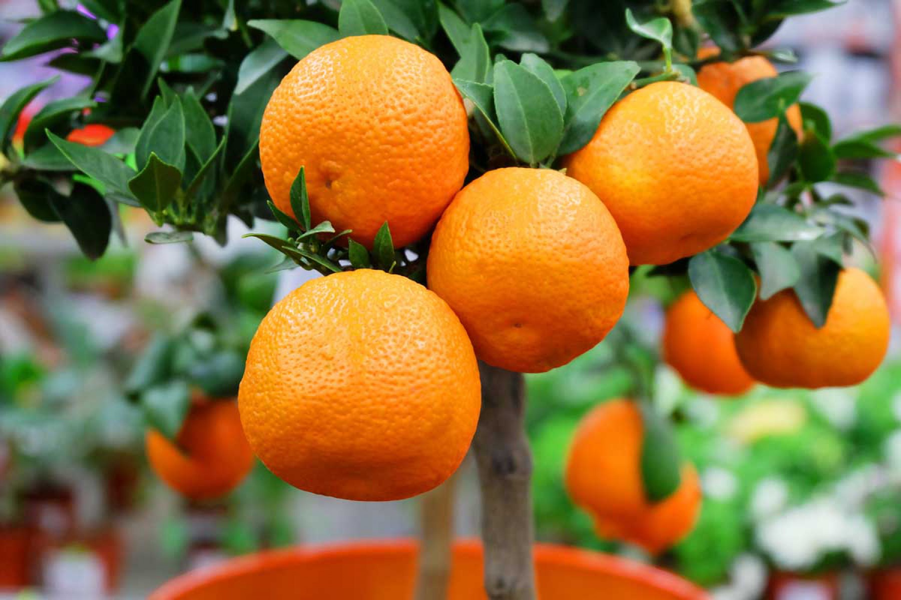 Satsuma